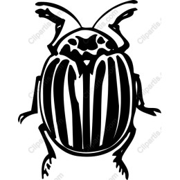 Striped Beetle