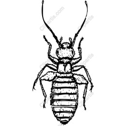 Intricate Ant