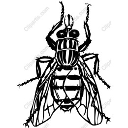 Intricate Insect