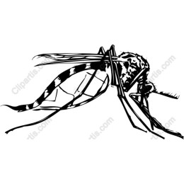 Intricate Mosquito