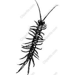 Centipede - Detailed Black and White