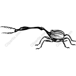 Intricate Beetle
