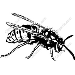 Bee - Detailed Black and White