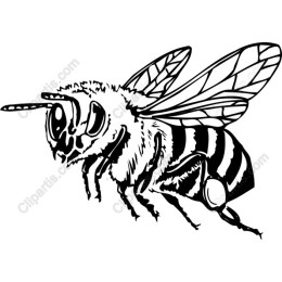 Detailed Bee