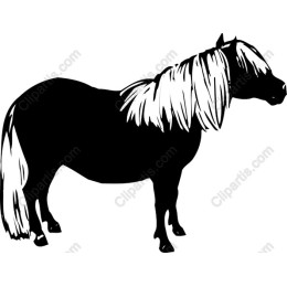 Charming Black Pony