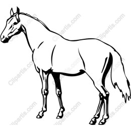 Elegant Horse