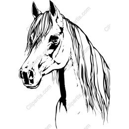 Elegant Horse