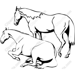 Majestic Horse