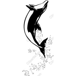 Playful Dolphin