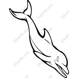 Playful Dolphin