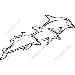 Playful Dolphin