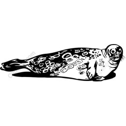 Charming Seal