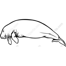 Charming Manatee