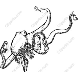 Octopus: Elegant Sea Creature