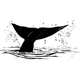 Whale Tail