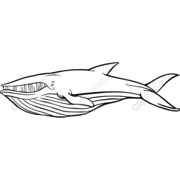 Majestic Whale