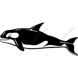 Majestic Orca