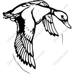 Elegant Flying Duck