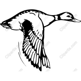 Flying Duck