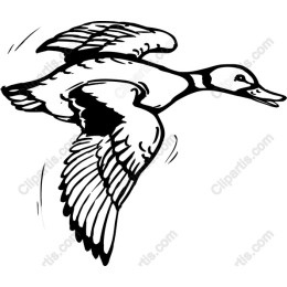 Flying Duck
