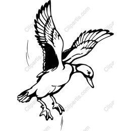 Flying Duck