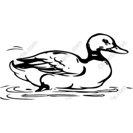 Elegant Duck
