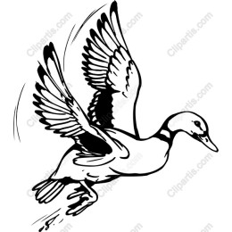 Graceful Flying Duck
