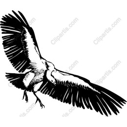 Majestic Vulture
