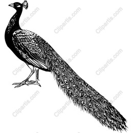 Elegant Peacock
