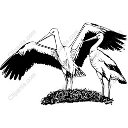Elegant Stork