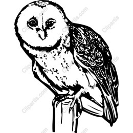Majestic Owl