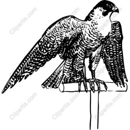 Peregrine Falcon