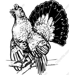 Majestic Rooster