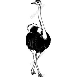 Elegant Ostrich