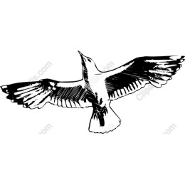 Soaring Bird