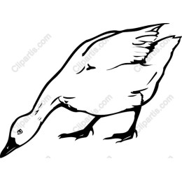 Elegant Goose
