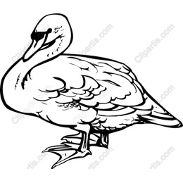 Elegant Swan