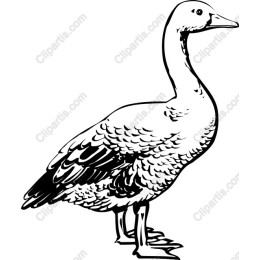 Elegant Goose
