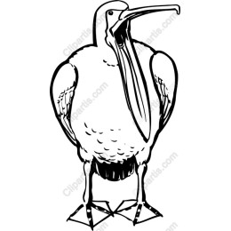 Pelicanwork