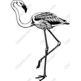 Elegant Flamingo
