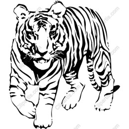 Majestic Tiger