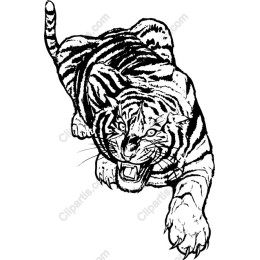Fierce Roaring Tiger