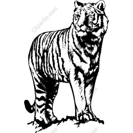 Majestic Tiger