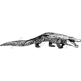 Crocodile