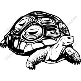 Tortoise - Black and White