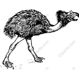 Emu - Black and White