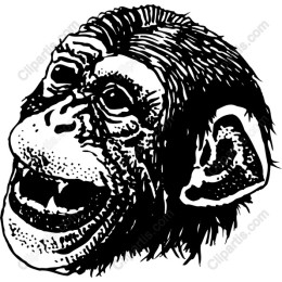 Chimpanzee