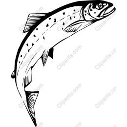 Majestic Salmon Drawing