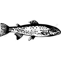 Trout - Detailed