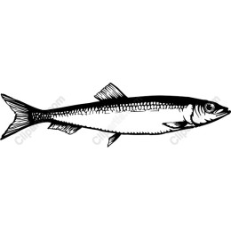 Black-and-White Fish
